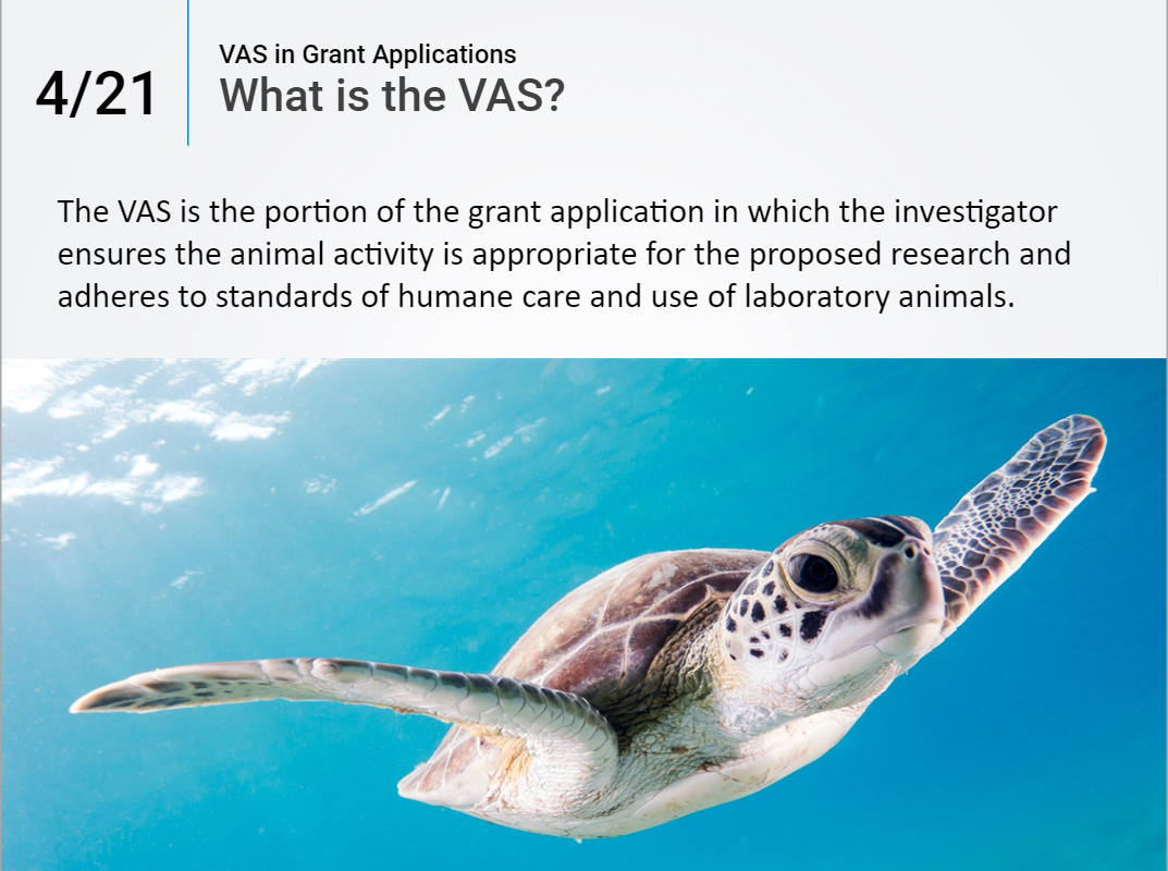 Slide titled “VAS in Grant Applications: What is the VAS?” explaining that the Vertebrate Animals Section (VAS) ensures animal research is appropriate and follows humane care standards, accompanied by an image of a sea turtle swimming underwater.