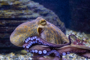 An octopus resting on the seafloor in an aquarium, showing its tentacles and textured body.
