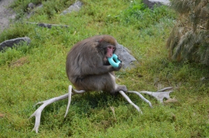 A monkey sitting on grass interacting with an enrichment object in a naturalistic enclosure.