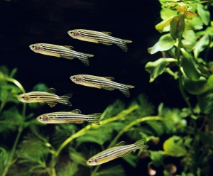 A small group of striped zebrafish swimming together in an aquarium with plants.